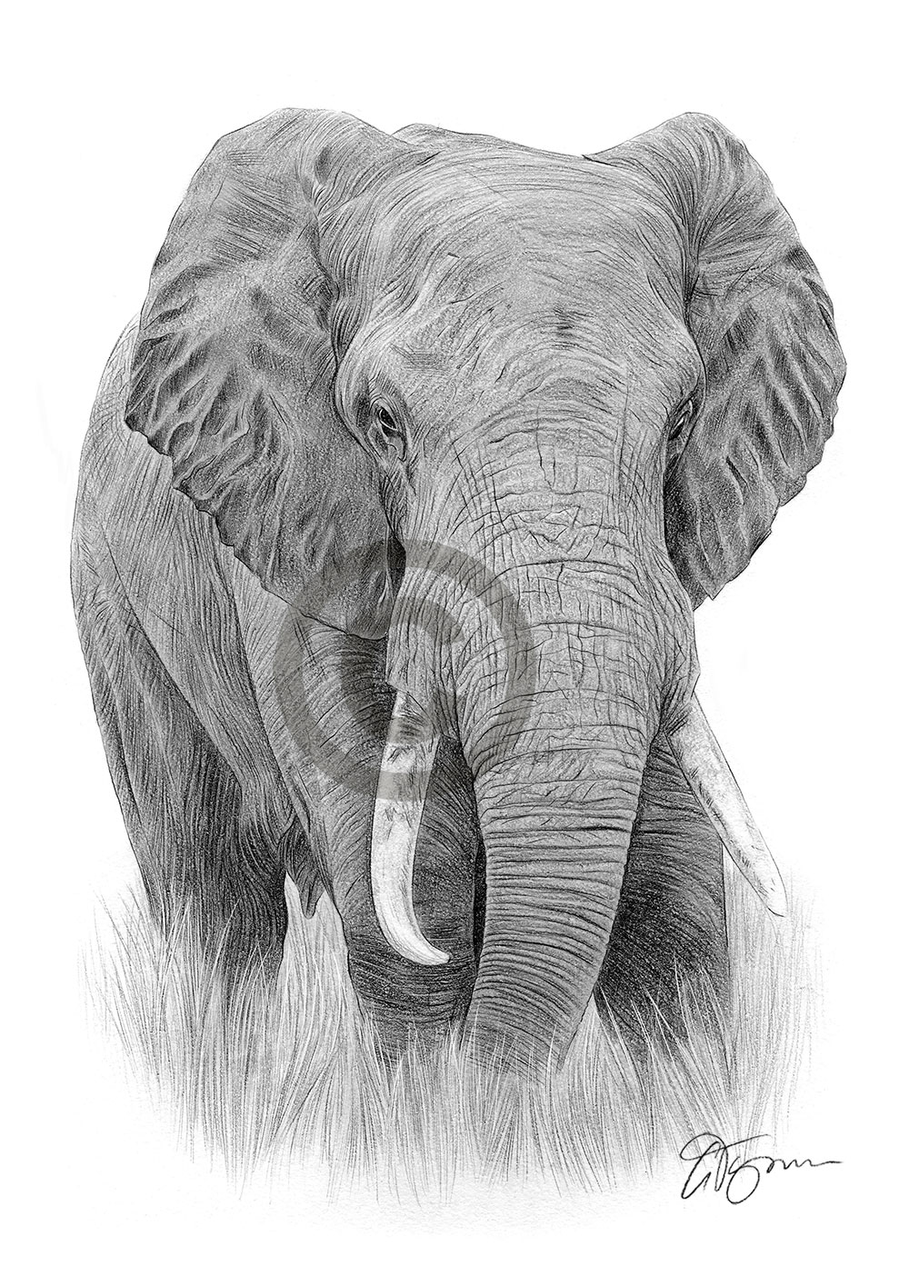 Pencil drawing of an elephant by artist Gary Tymon