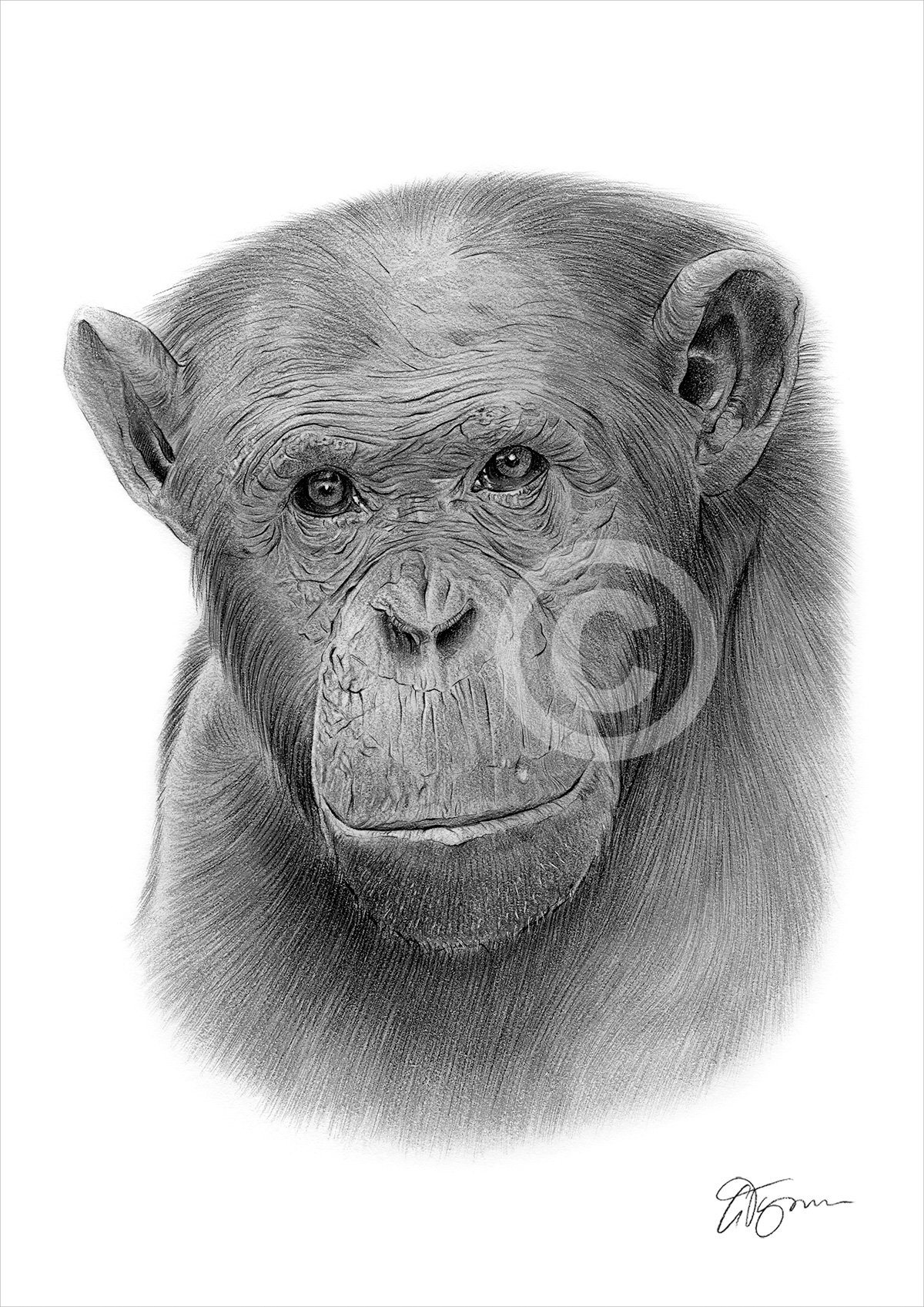 Pencil drawing of an adult chimpanzee by artist Gary Tymon