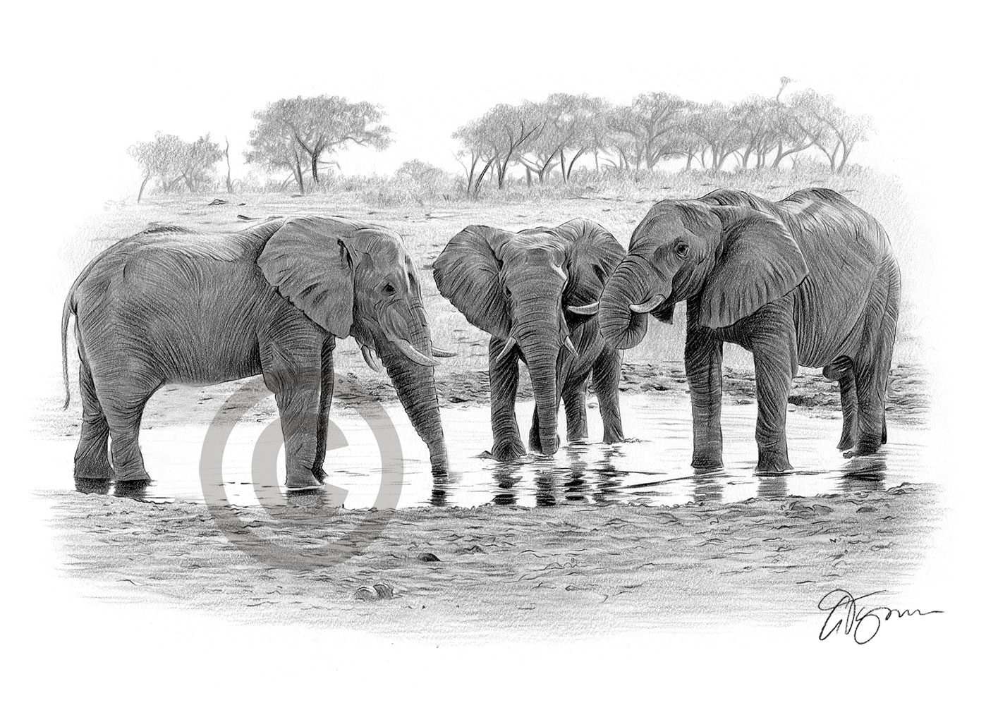 Pencil drawing of a group of elephants at a waterhole by artist Gary Tymon