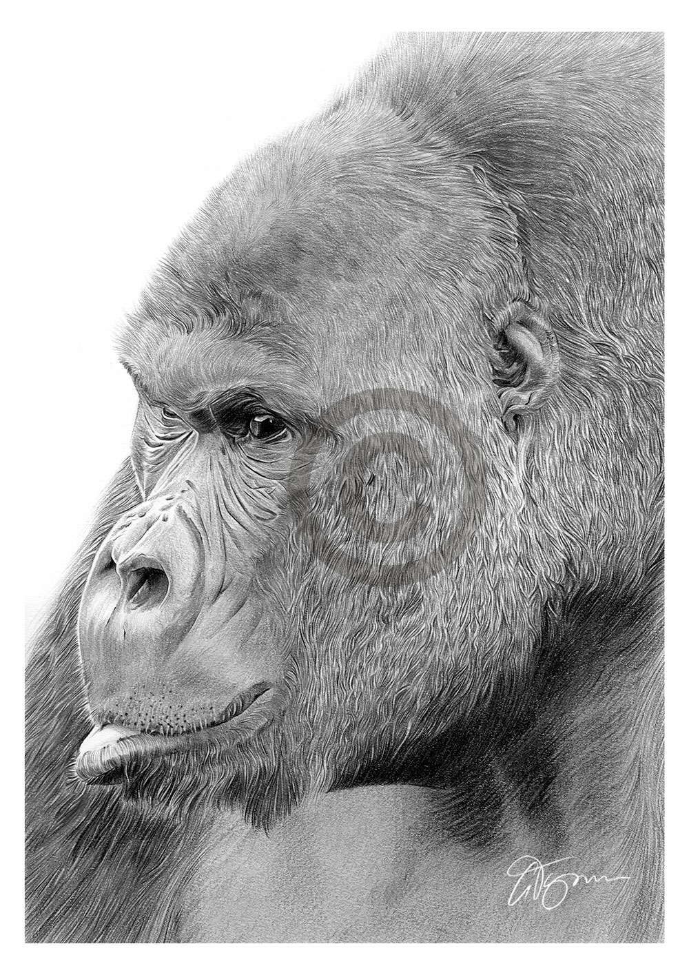 Pencil drawing of an African mountain gorilla by artist Gary Tymon