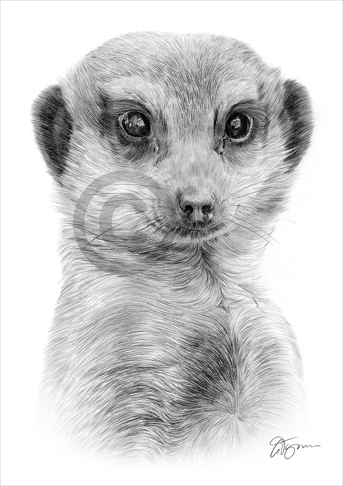 Pencil drawing of an African meerkat by artist Gary Tymon