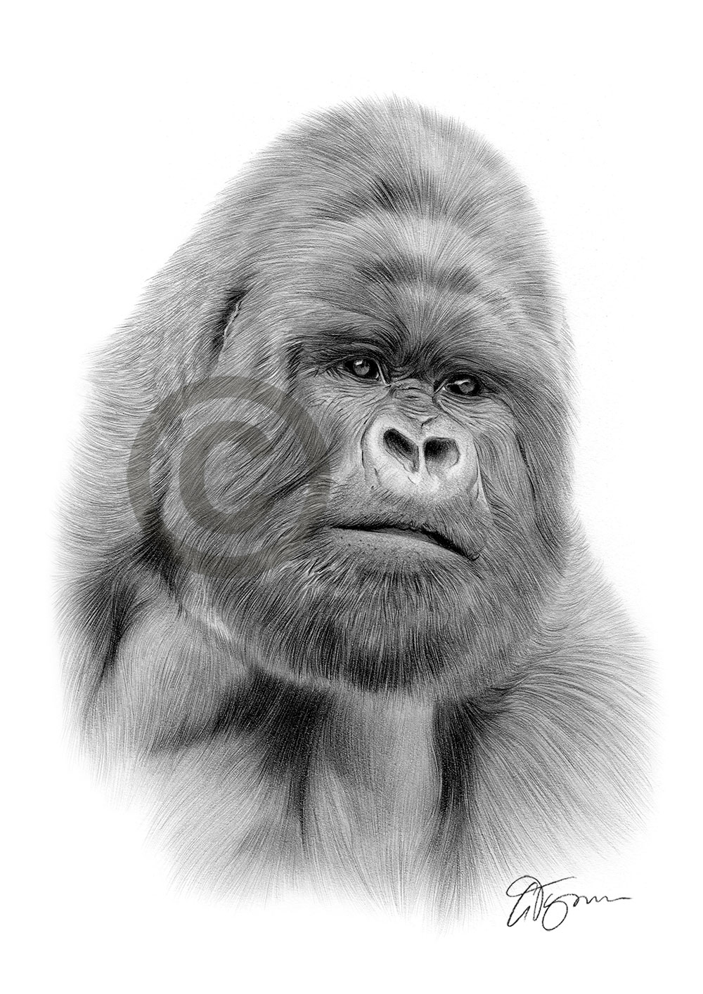 Pencil drawing of a silverback gorilla by artist Gary Tymon
