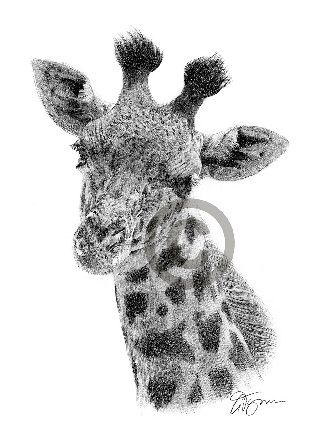 Pencil drawing of a giraffe by artist Gary Tymon