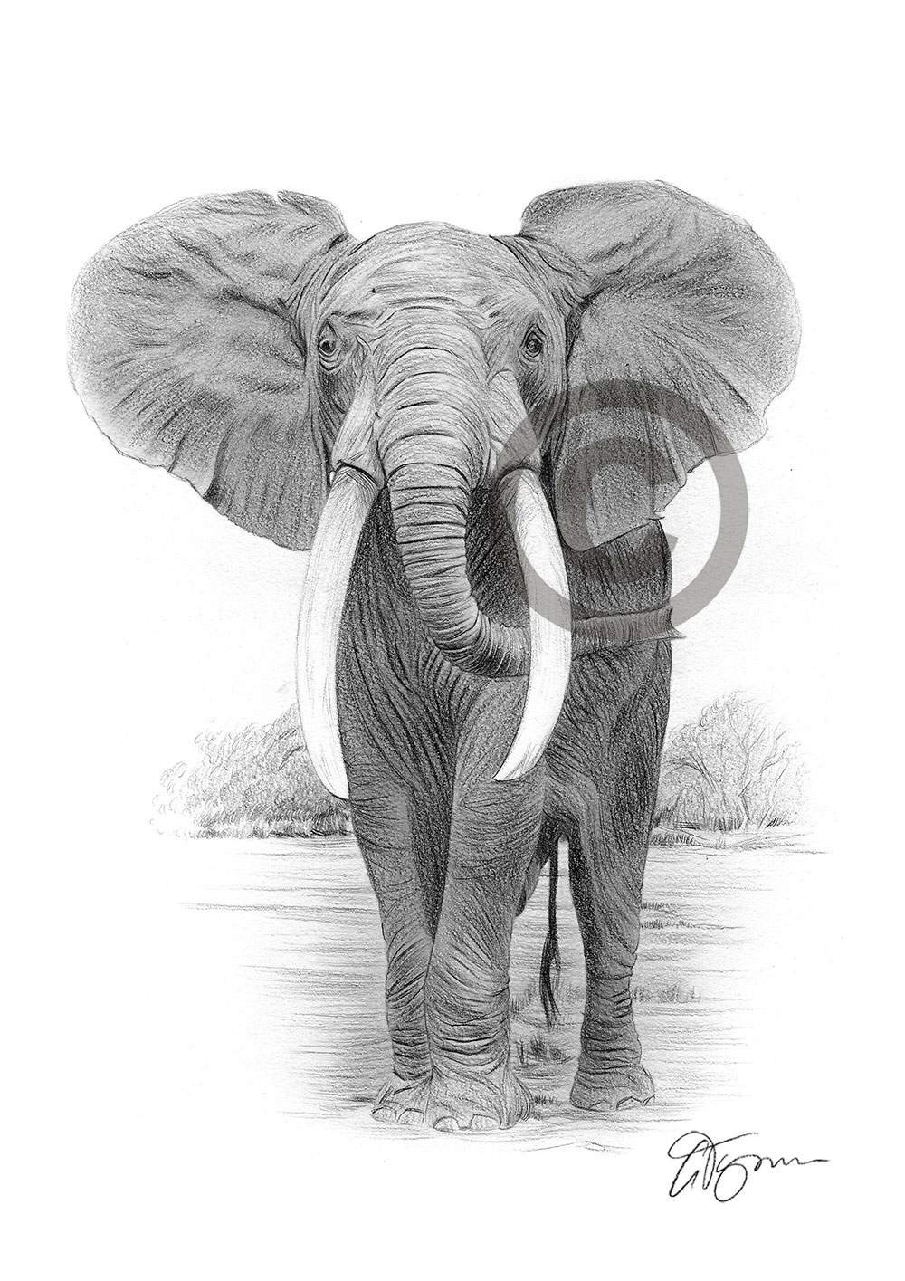 Pencil drawing of an African elephant by artist Gary Tymon