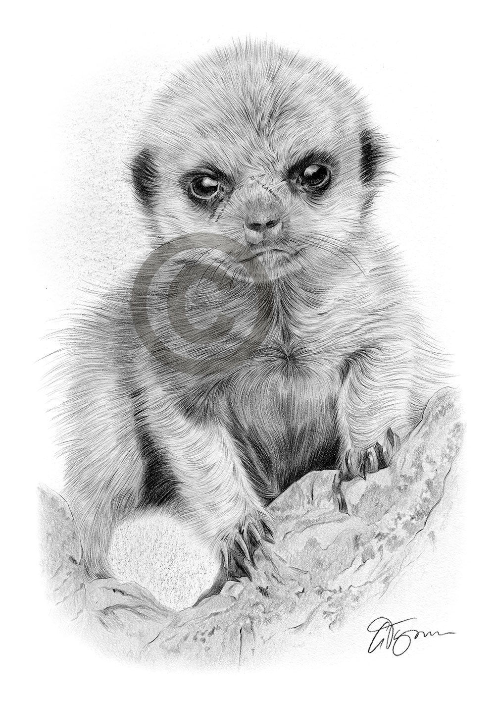 Pencil drawing of a baby meerkat by artist Gary Tymon