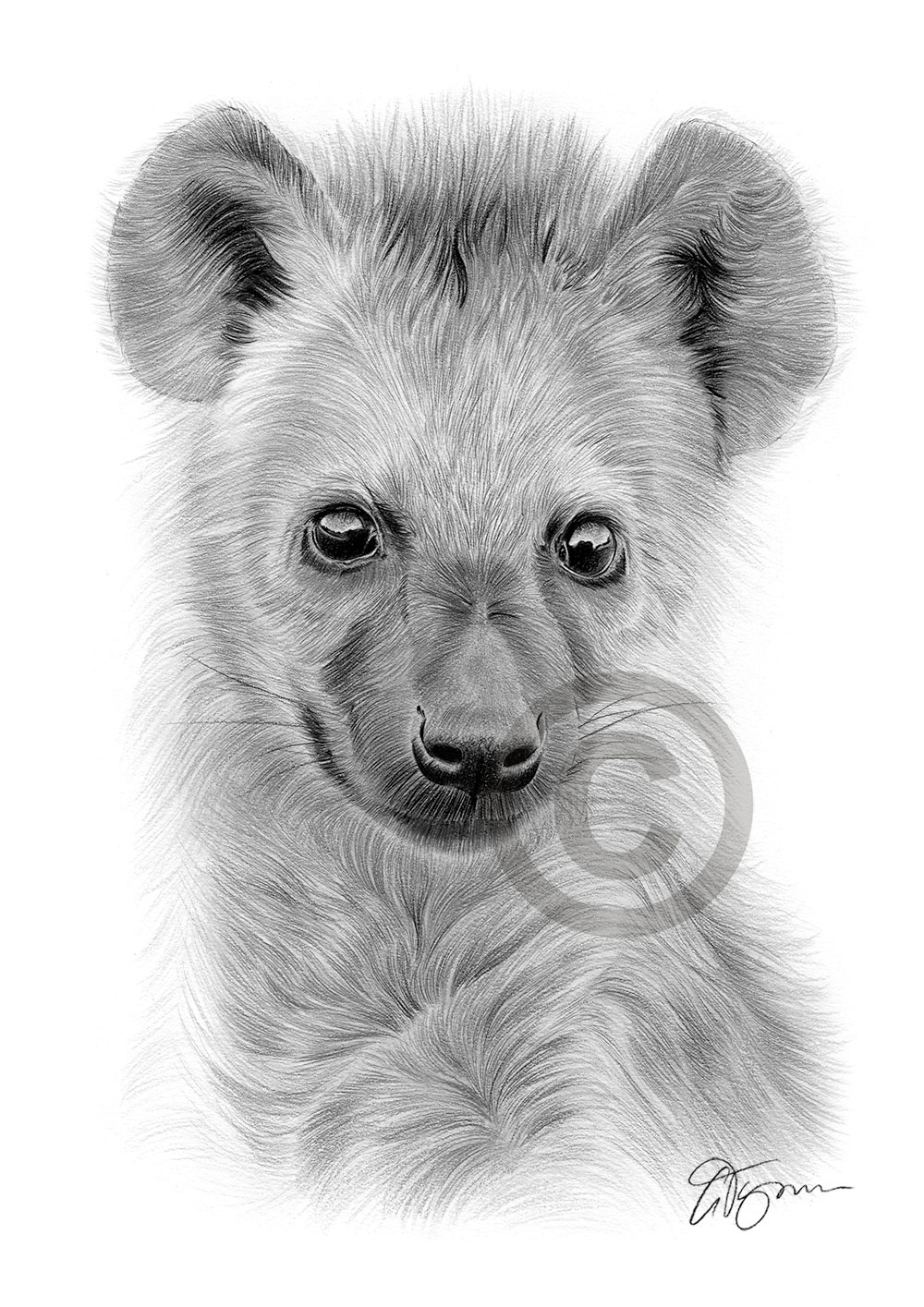 Pencil drawing of a spotted hyena cub by artist Gary Tymon