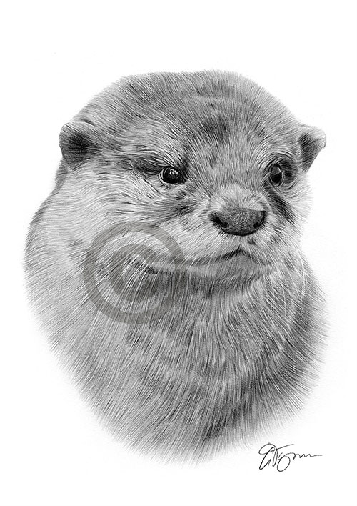 Pencil drawing of an otter