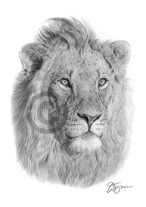 Pencil drawing of an African lion