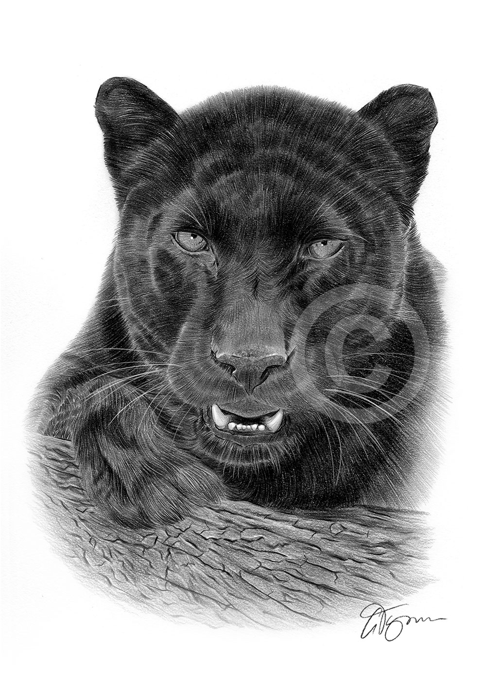 Pencil drawing of an adult black panther by artist Gary Tymon