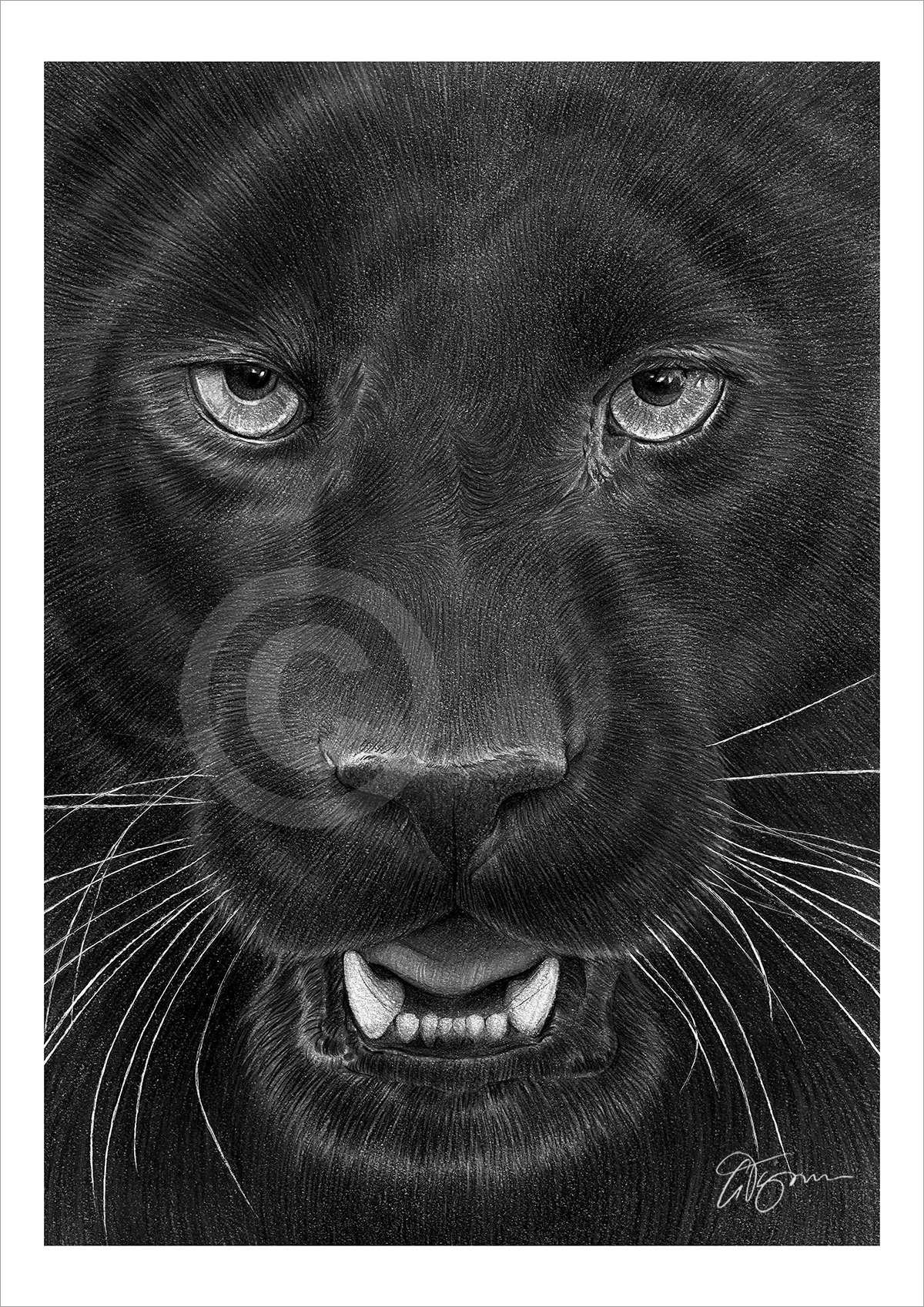 Pencil drawing portrait of a black panther by artist Gary Tymon