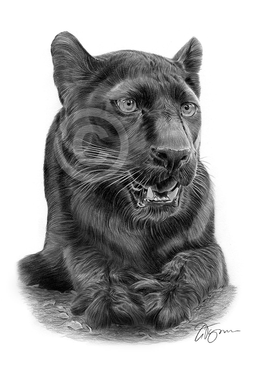 Pencil drawing of a young black panther by artist Gary Tymon