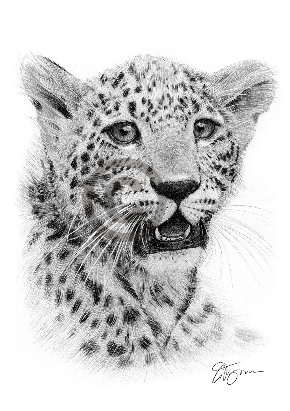 Pencil drawing of a cheetah cub by artist Gary Tymon