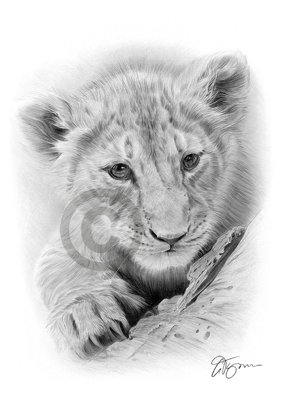 Pencil drawing of a lion cub by artist Gary Tymon