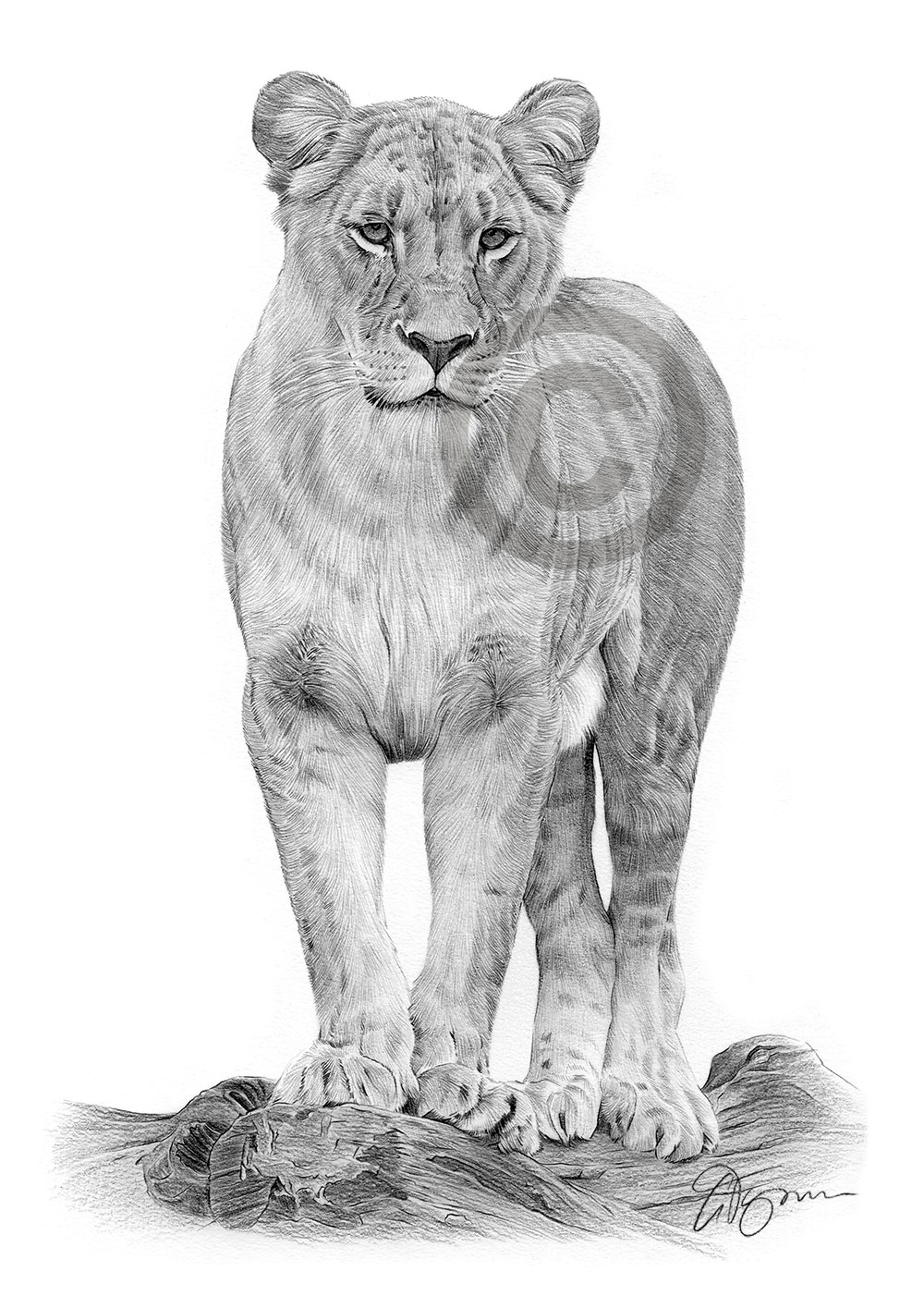 Pencil drawing of a young lioness by artist Gary Tymon