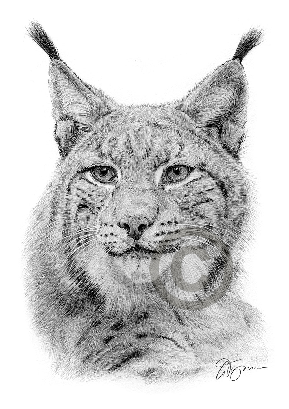 Pencil drawing of a lynx by artist Gary Tymon