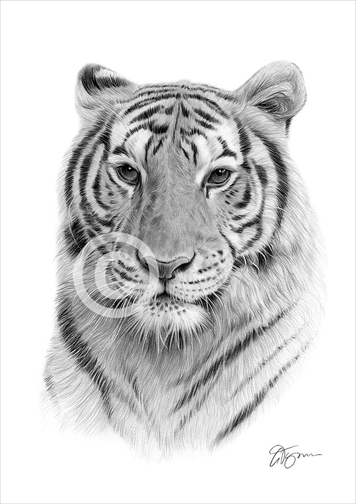 Pencil drawing of a Bengal tiger by artist Gary Tymon