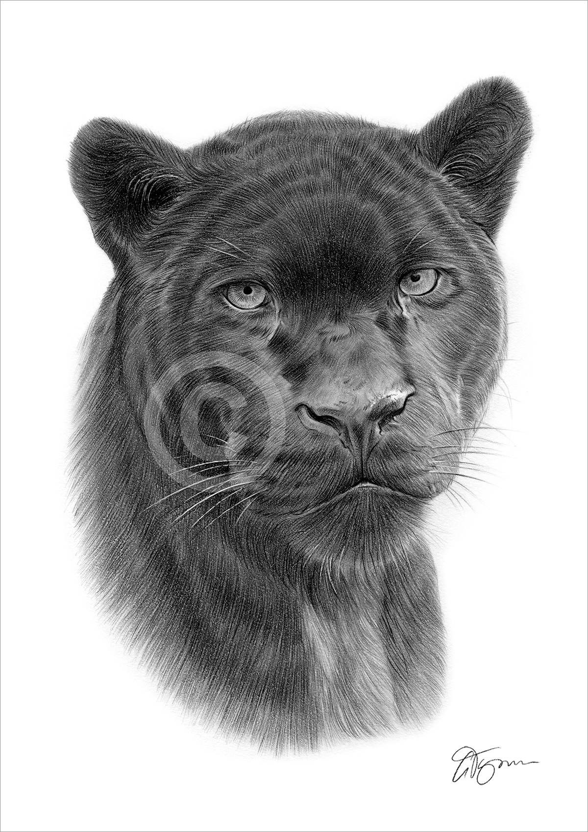 Pencil drawing of a black panther by artist Gary Tymon