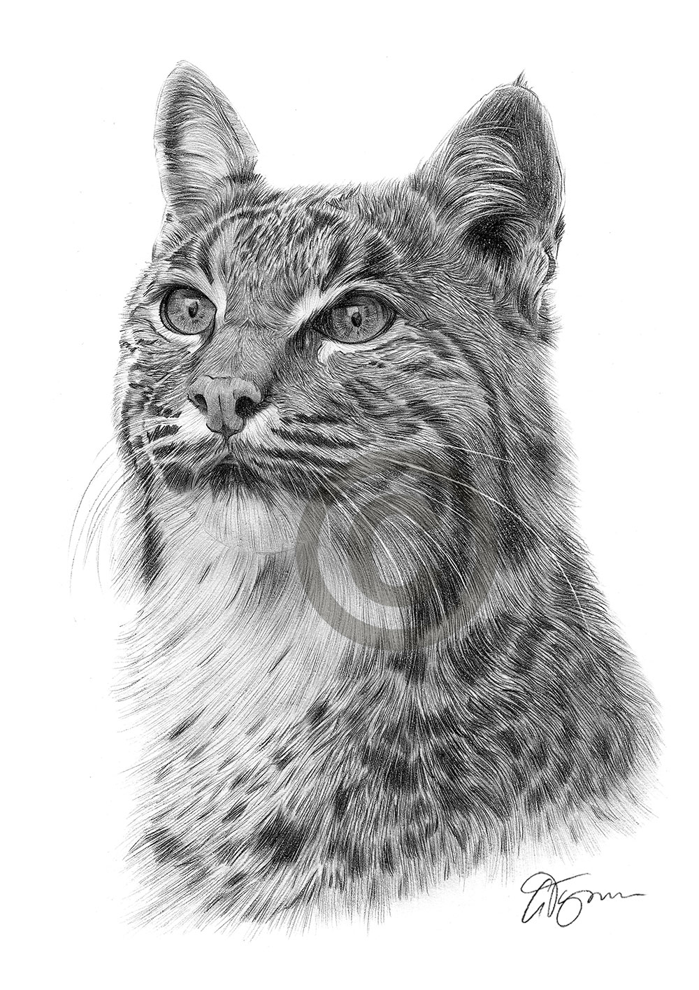 Pencil drawing of a bobcat lynx by artist Gary Tymon