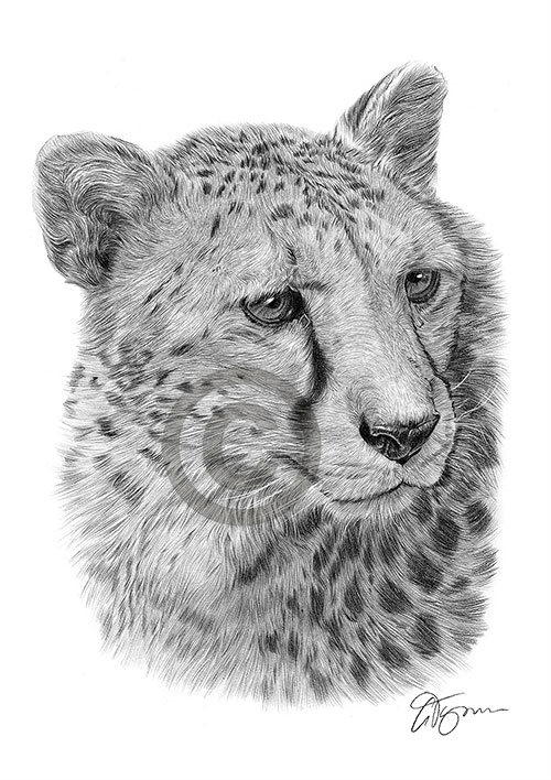 Pencil drawing of a cheetah
