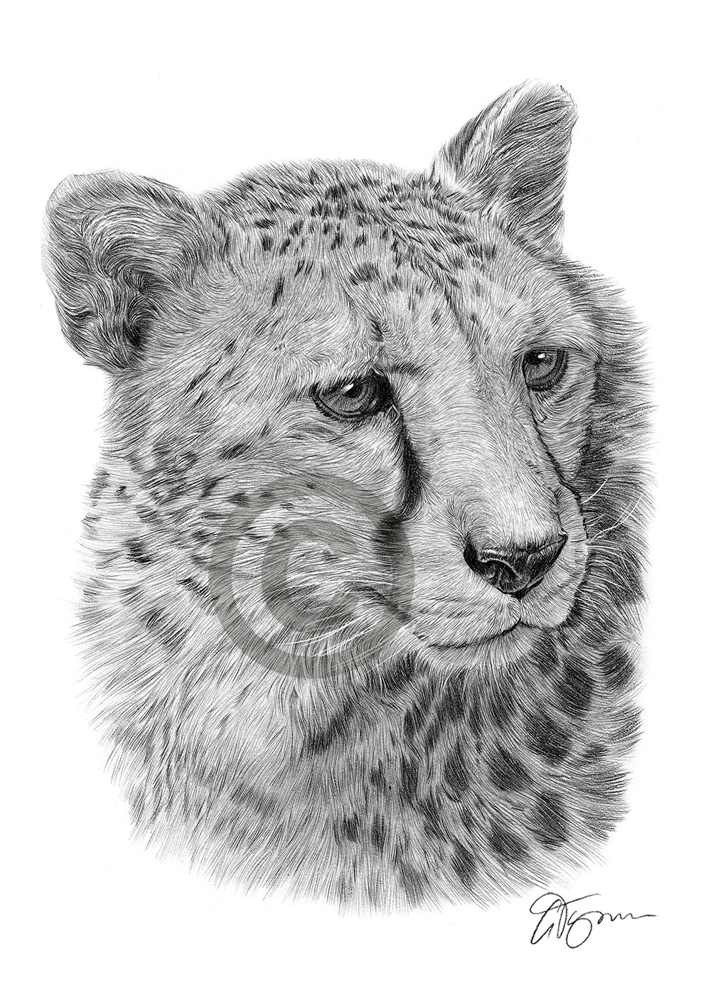 Pencil drawing of a cheetah by artist Gary Tymon