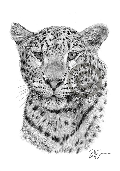 Pencil drawing of a leopard