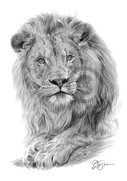 Pencil drawing of a lion
