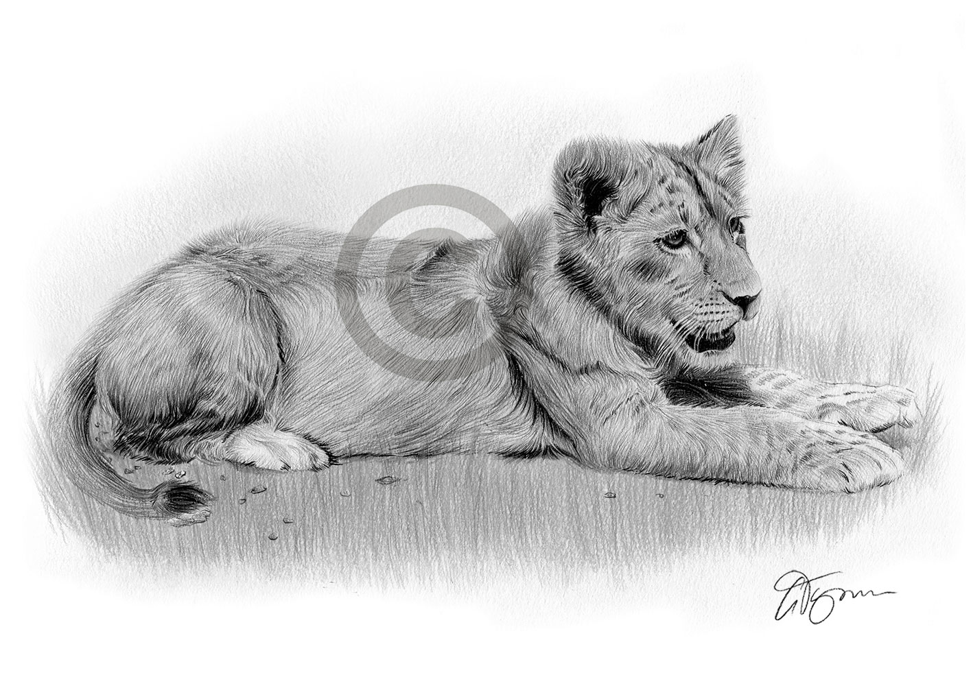 Pencil drawing of a lion cub in landscape by artist Gary Tymon