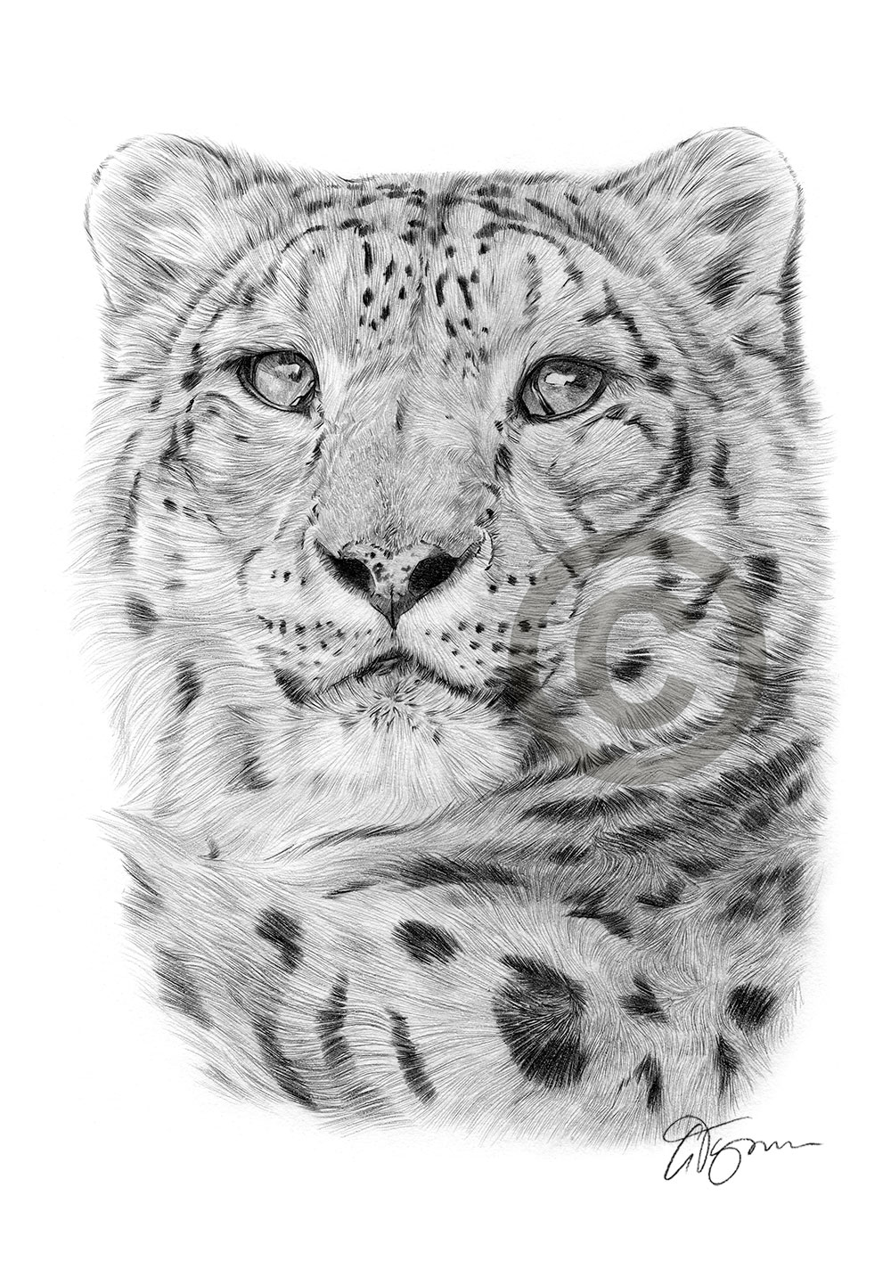 Pencil drawing of an adult snow leopard by artist Gary Tymon