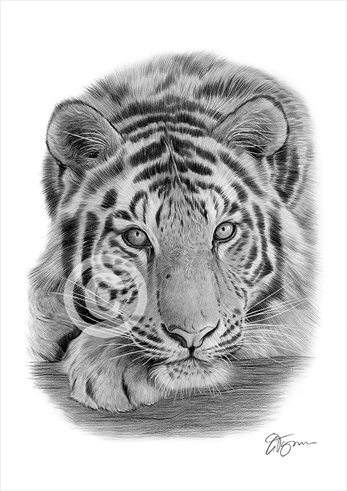 Pencil portrait of a Sumatran tiger