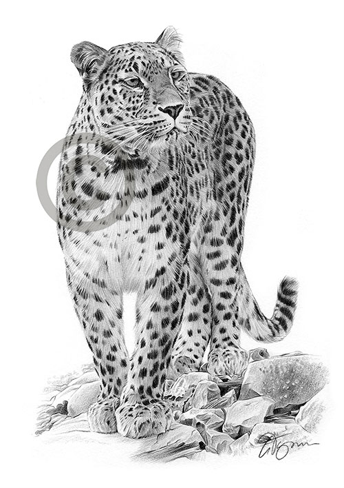 Pencil drawing of a Persian leopard
