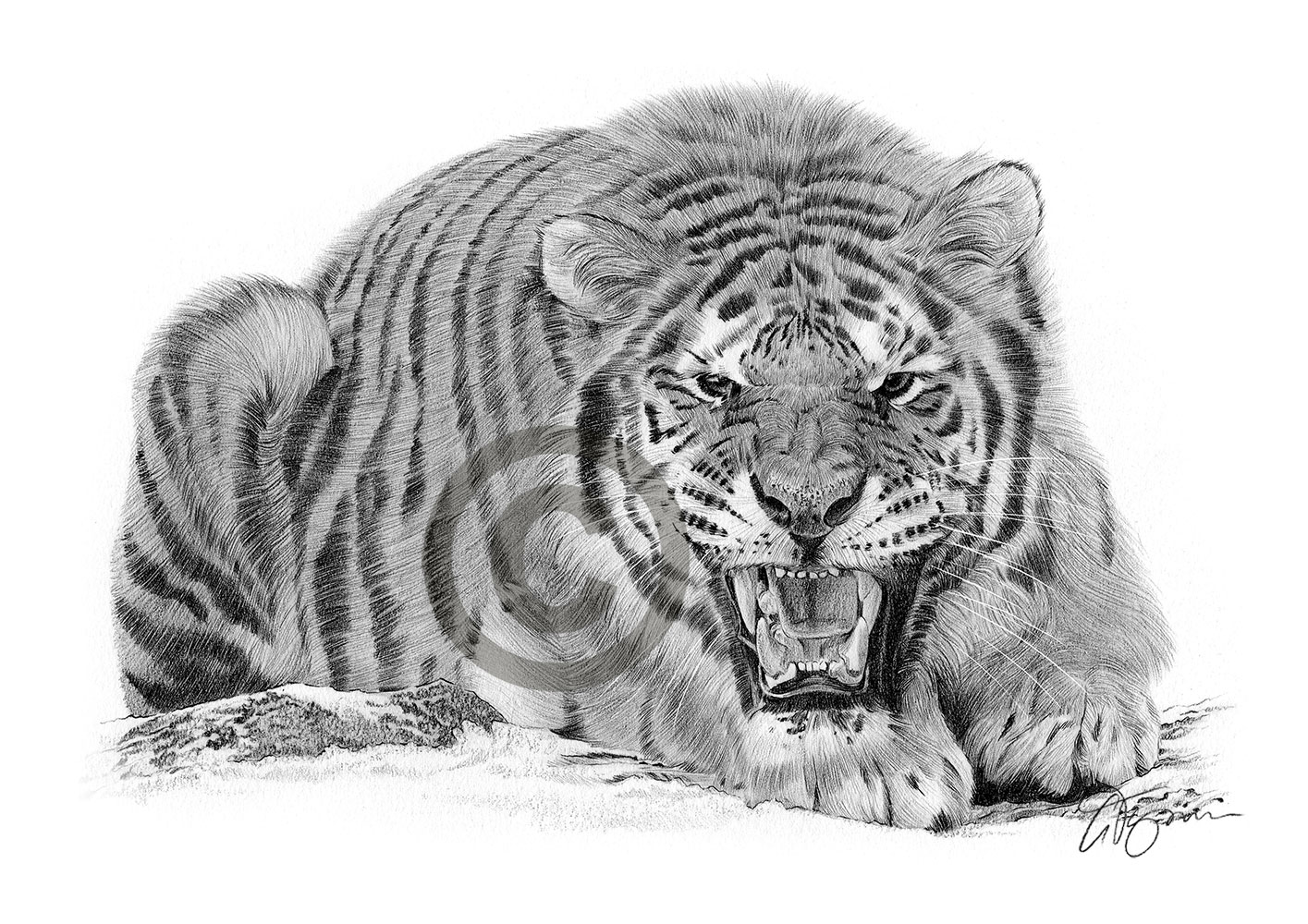 Pencil drawing of an adult Sumatran tiger by artist Gary Tymon