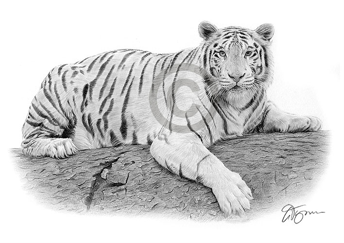 Pencil portrait of a white Bengal tiger