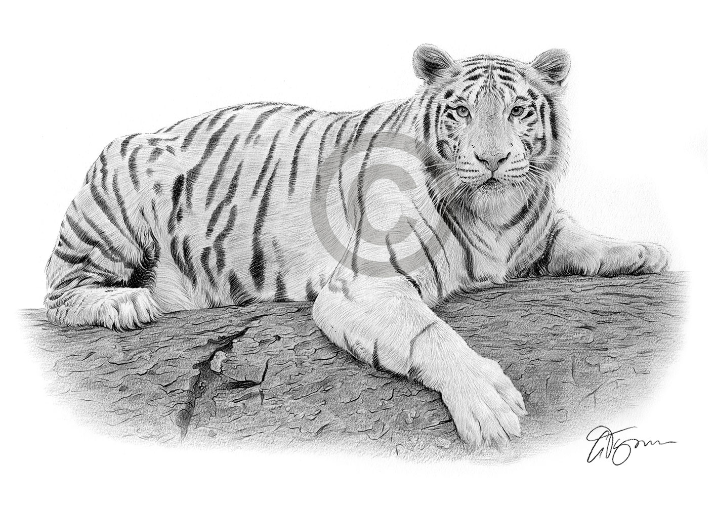 Pencil drawing of a white Bengal tiger by artist Gary Tymon