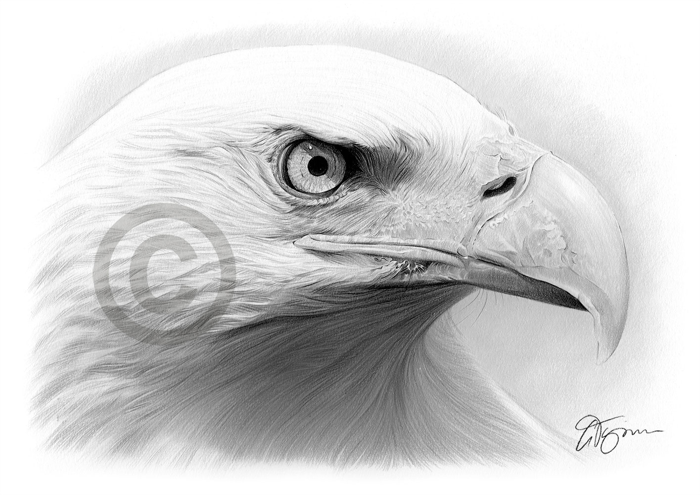 Pencil drawing of a bald eagle by artist Gary Tymon