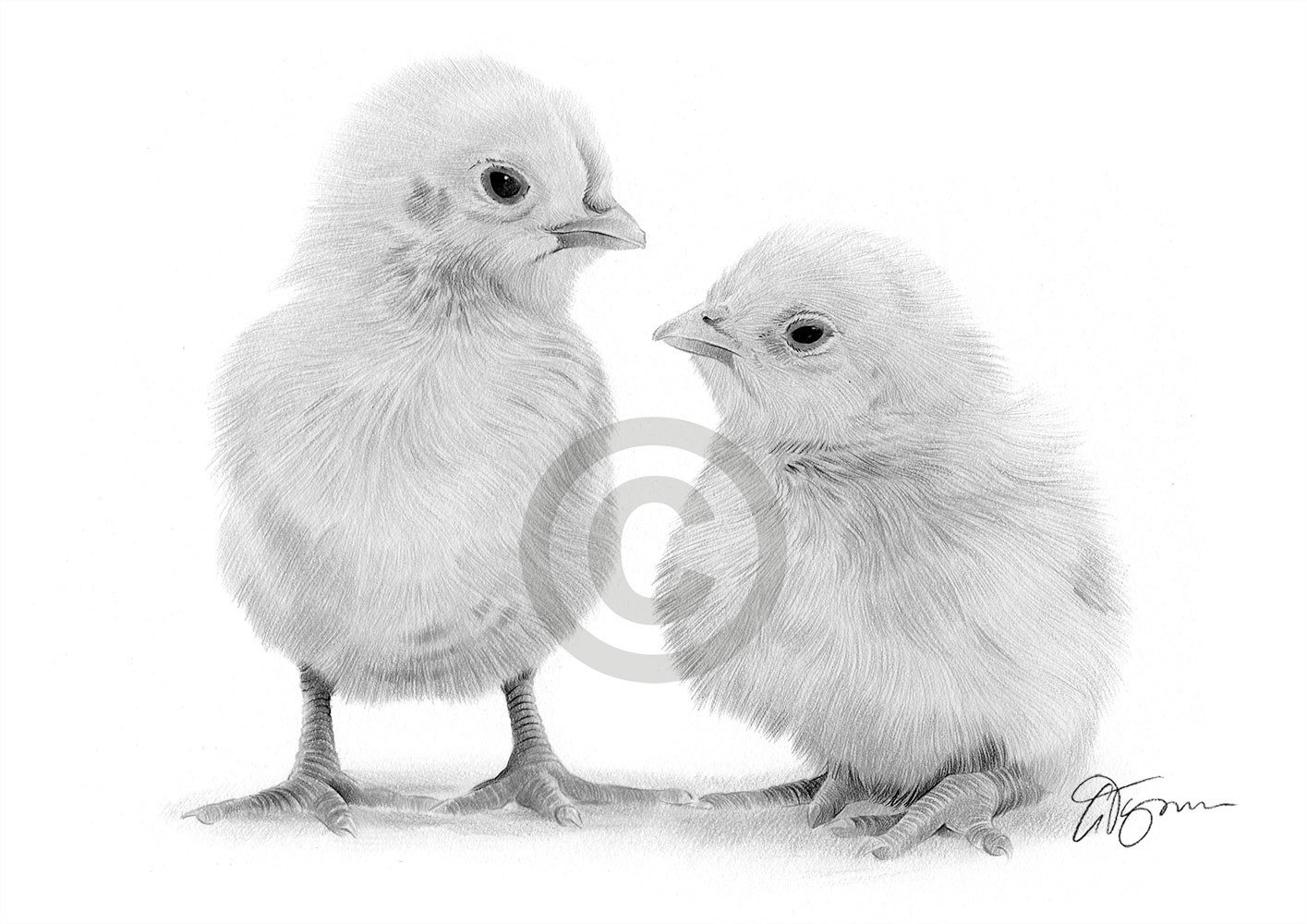Pencil drawing of young chicks by artist Gary Tymon