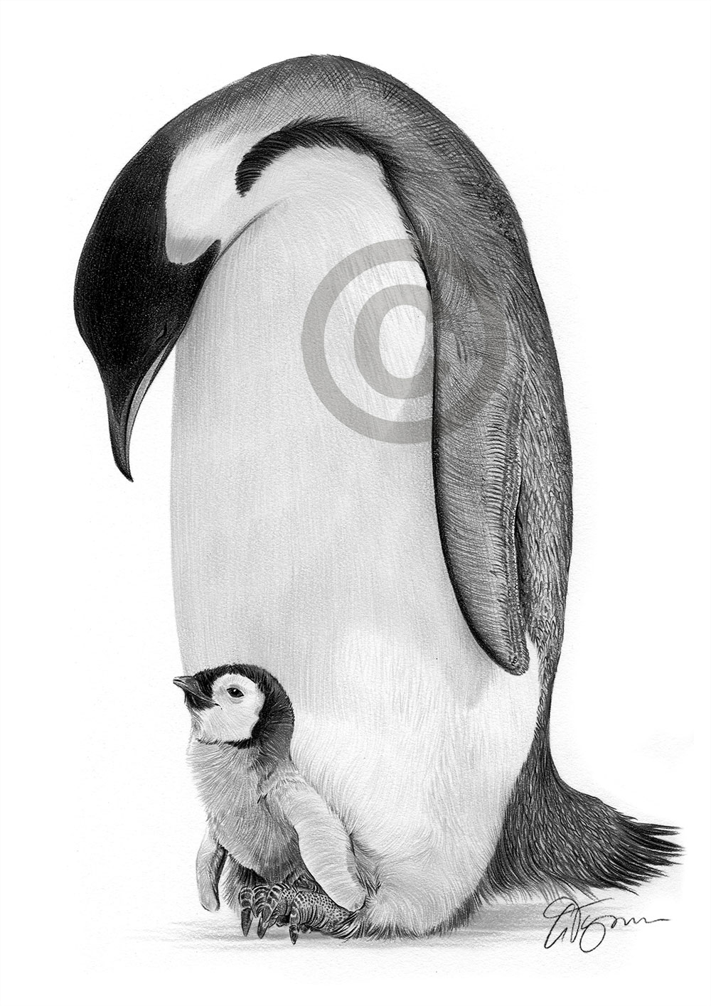 Pencil drawing of an emperor penguin by artist Gary Tymon