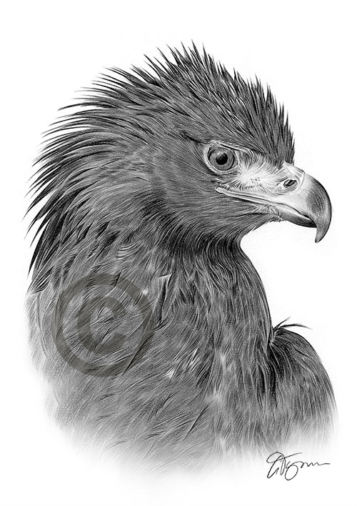 Pencil drawing portrait of a golden eagle