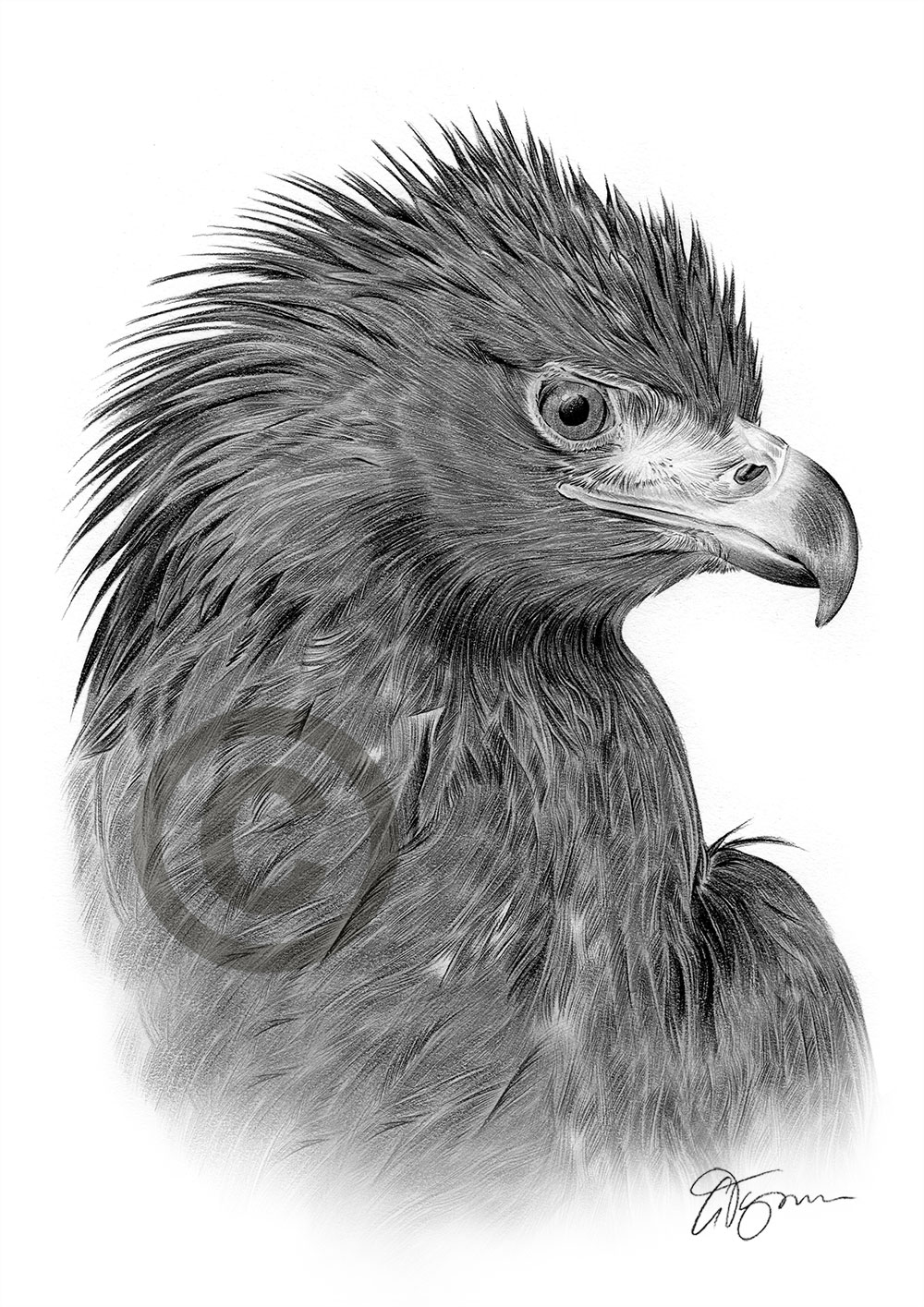 Pencil drawing portrait of a golden eagle by artist Gary Tymon