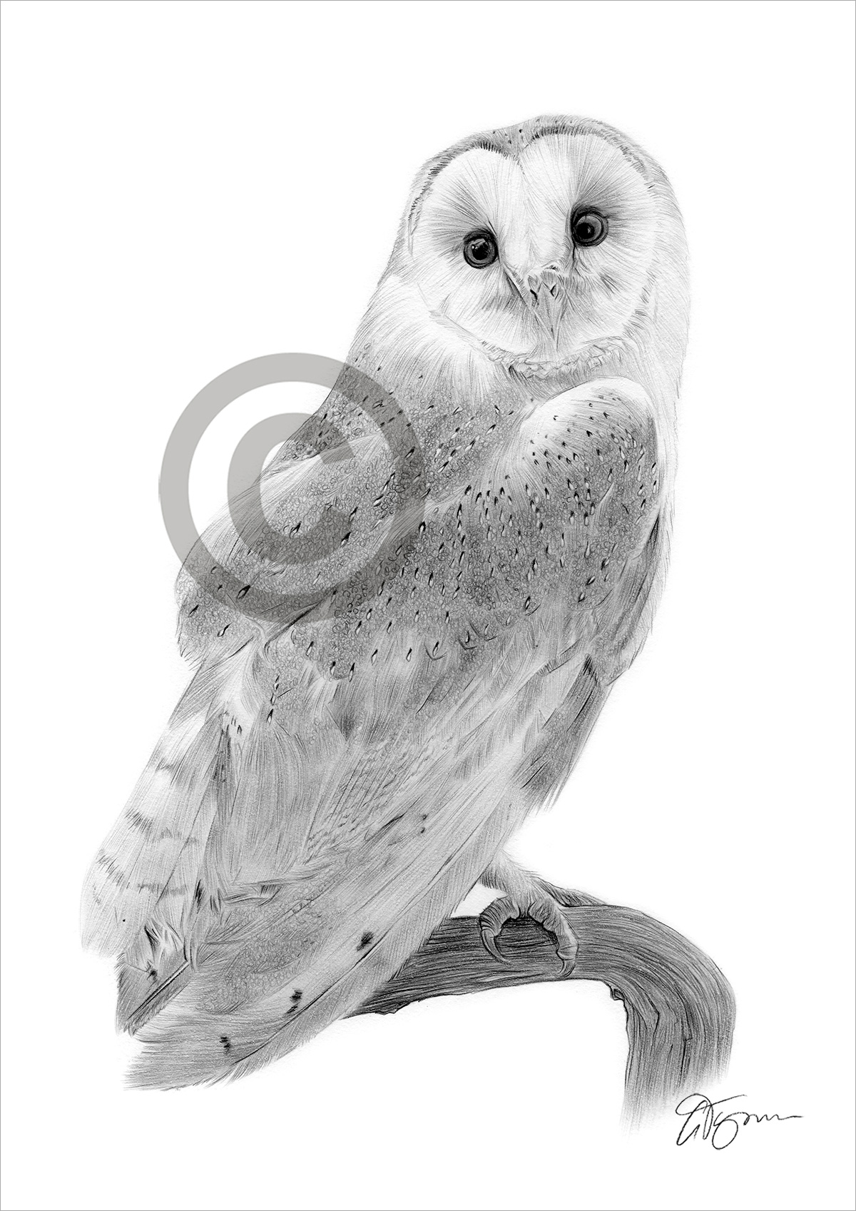 Pencil drawing of a barn owl by artist Gary Tymon