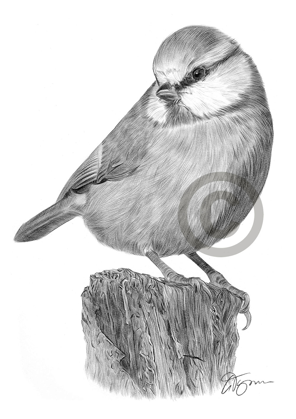 Pencil drawing of a blue tit by artist Gary Tymon