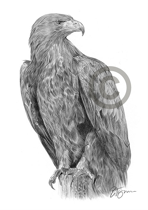 Pencil drawing of a golden eagle