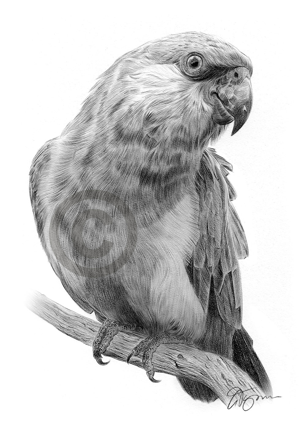 Pencil drawing of a parrot by artist Gary Tymon