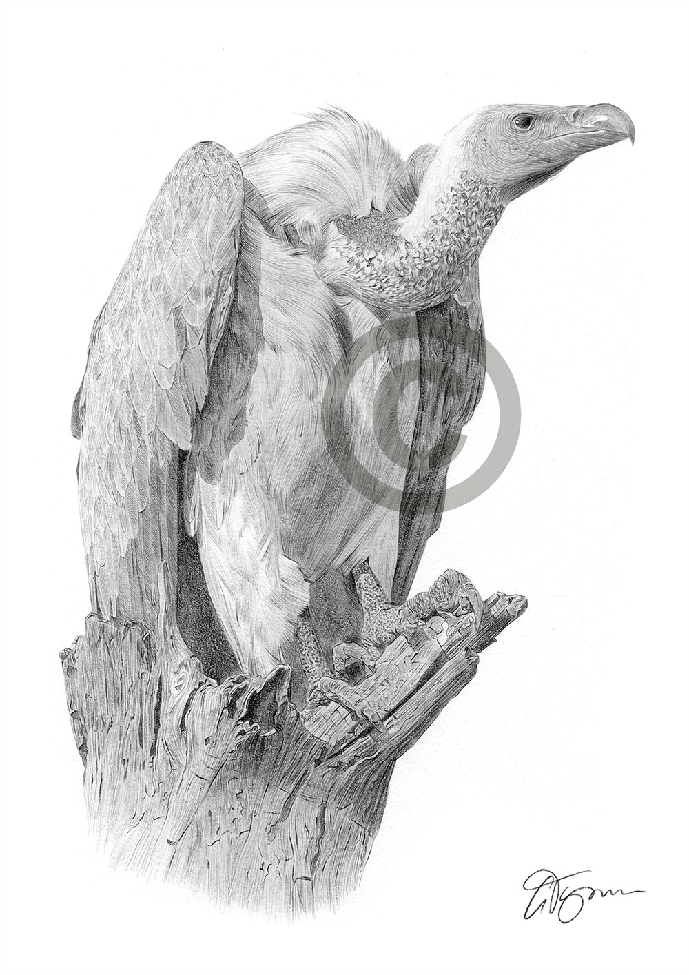Pencil drawing of a vulture by artist Gary Tymon