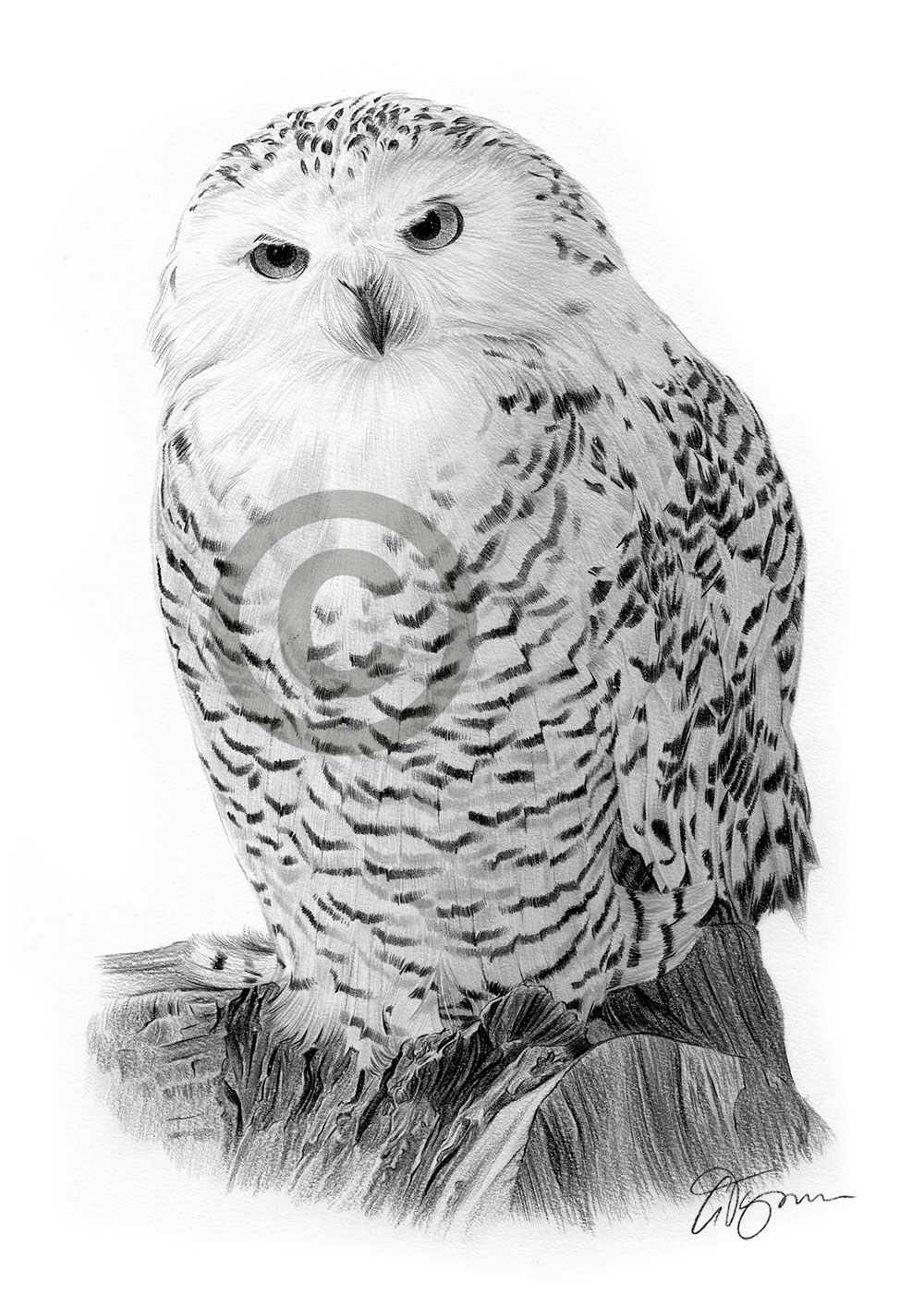 Pencil drawing of a snowy owl by artist Gary Tymon