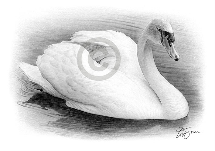 Pencil drawing of a swan