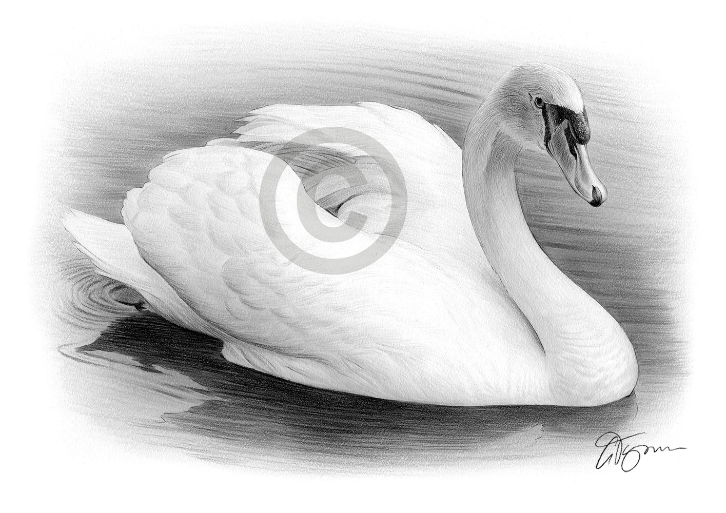 Pencil drawing of a swan by artist Gary Tymon