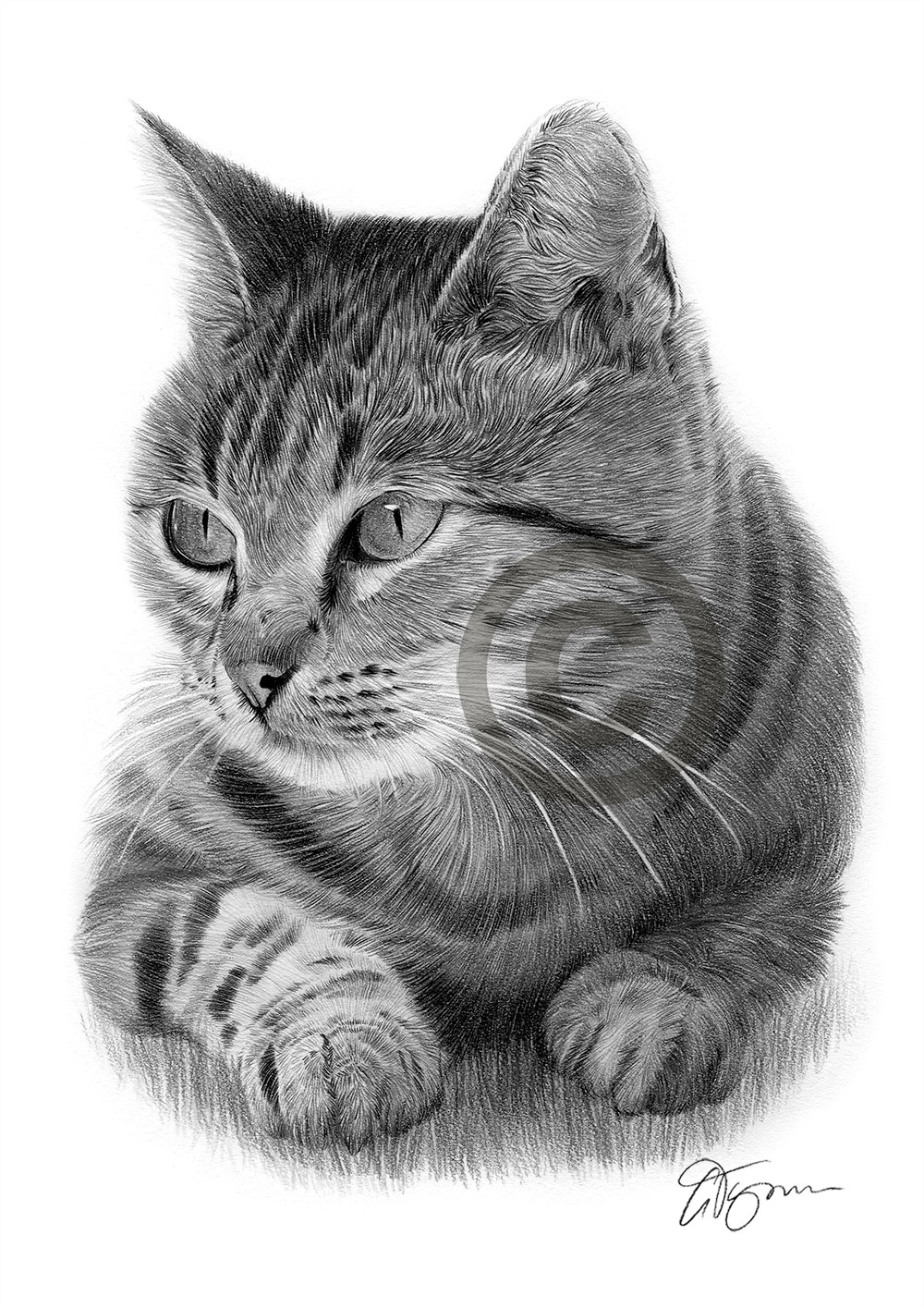 Pencil drawing of a cat by artist Gary Tymon