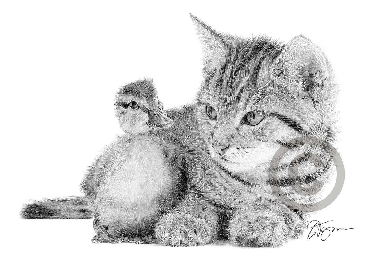 Pencil drawing of a cat and duckling by artist Gary Tymon