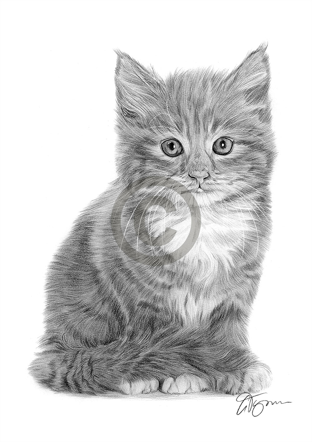 Pencil drawing of a young kitten by artist Gary Tymon