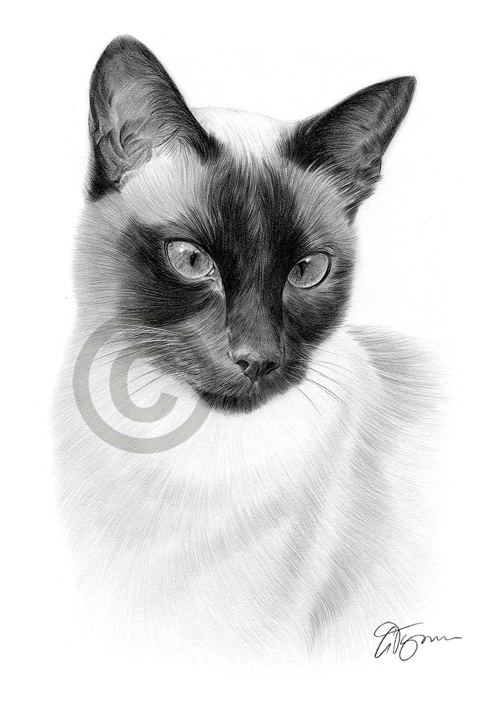 Pencil drawing of a siamese cat by artist Gary Tymon